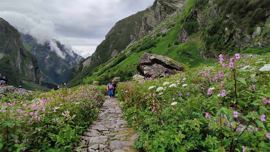 The Valley of Flowers trail lined with wild blooms